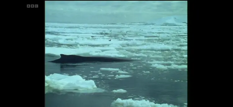 Humpback whale (Megaptera novaeangliae) as shown in Life in the Freezer - The Ice Retreats